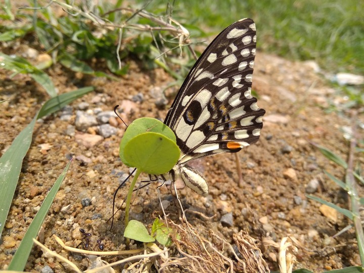 nature