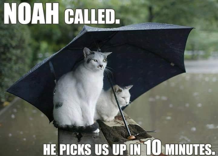 cats