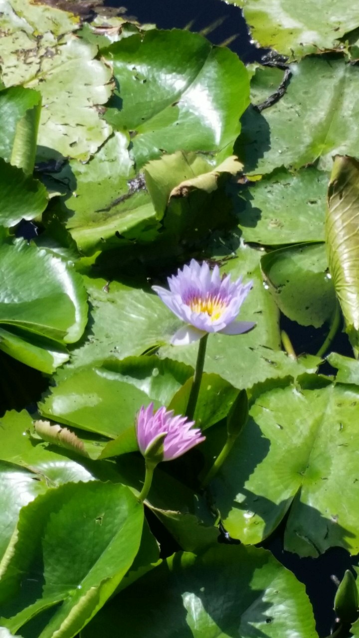 lotus