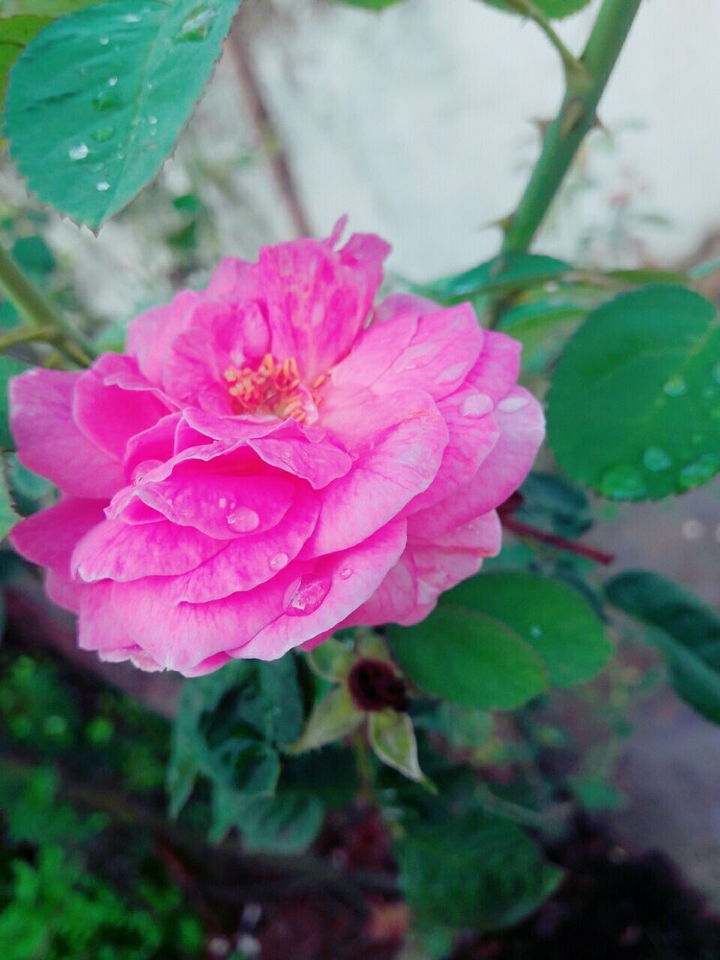 Rosess.