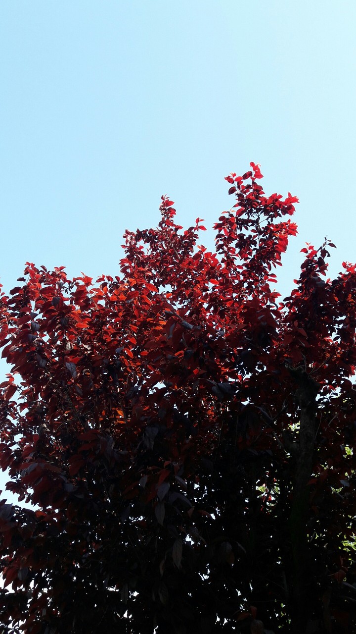 tree