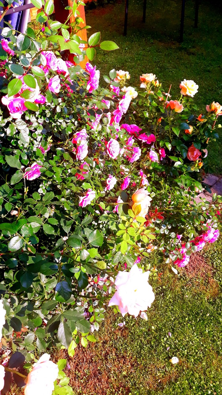 Rose