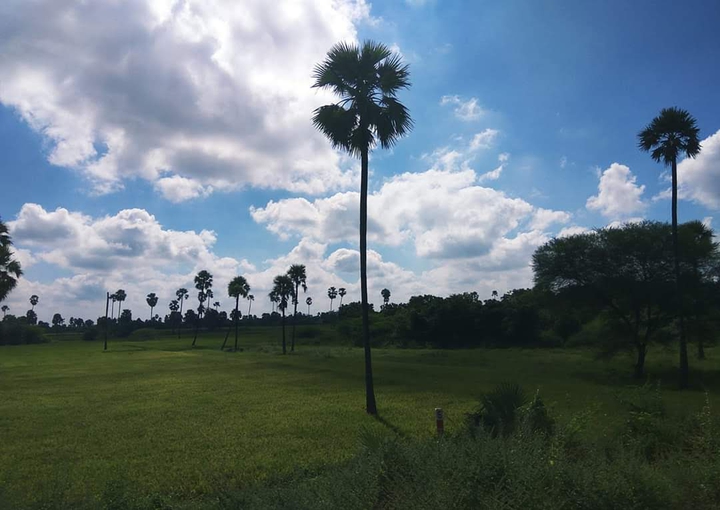 palm trees