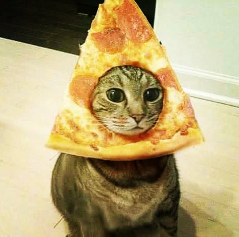 Pizza Cat