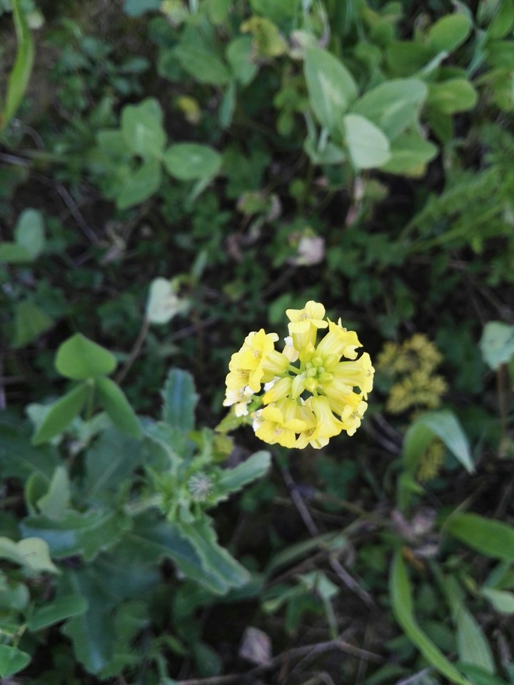 yellowfellow
