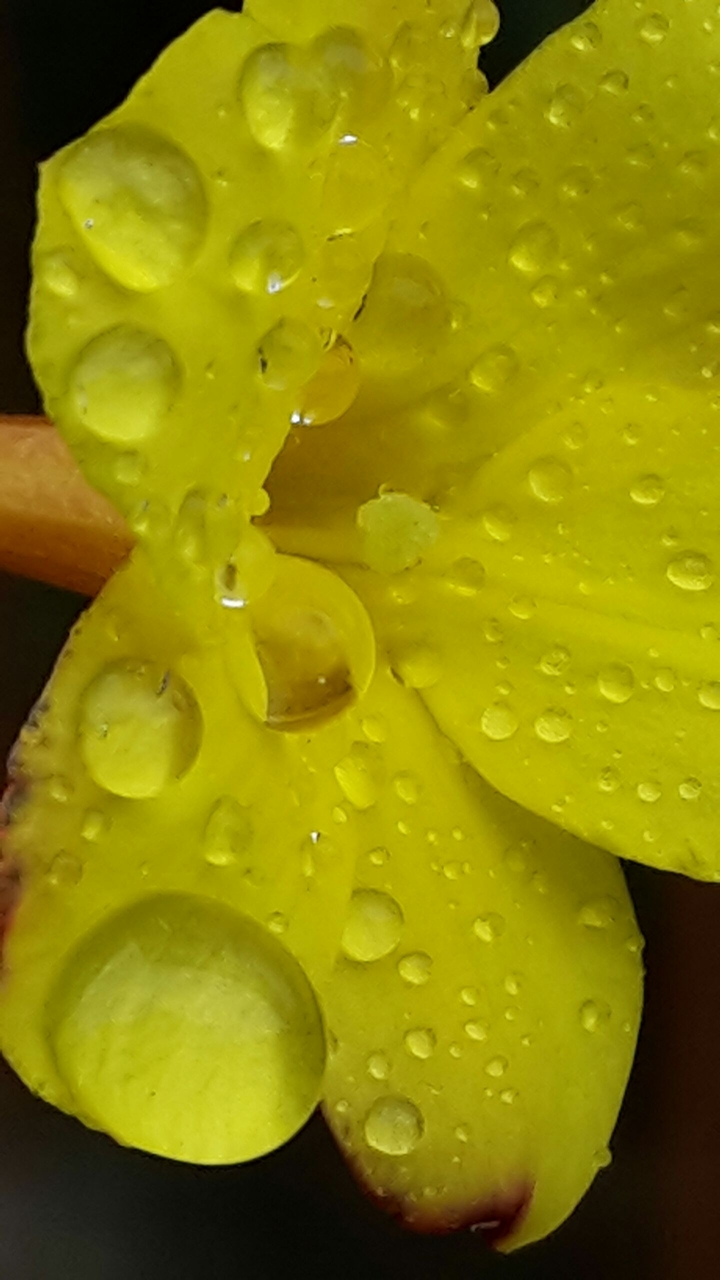 kleines Blümchen auch ganz groß