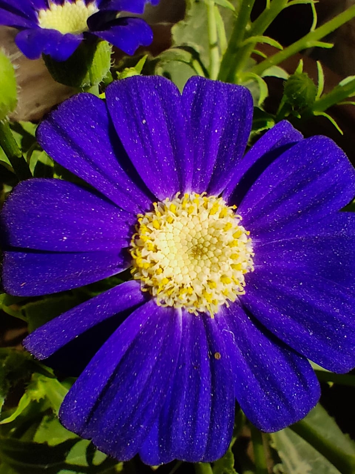 purple