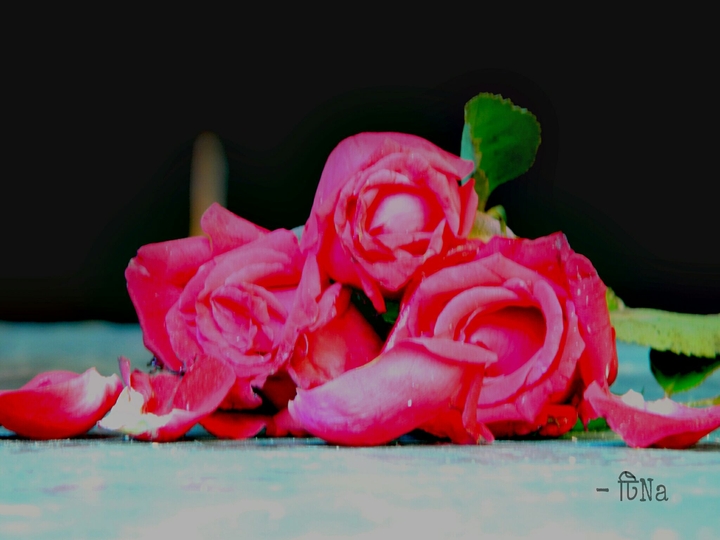 Roses