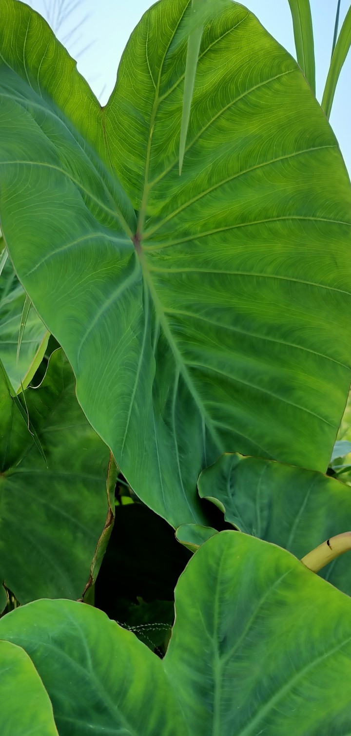 Green Nature