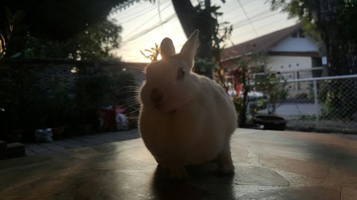 rabbit