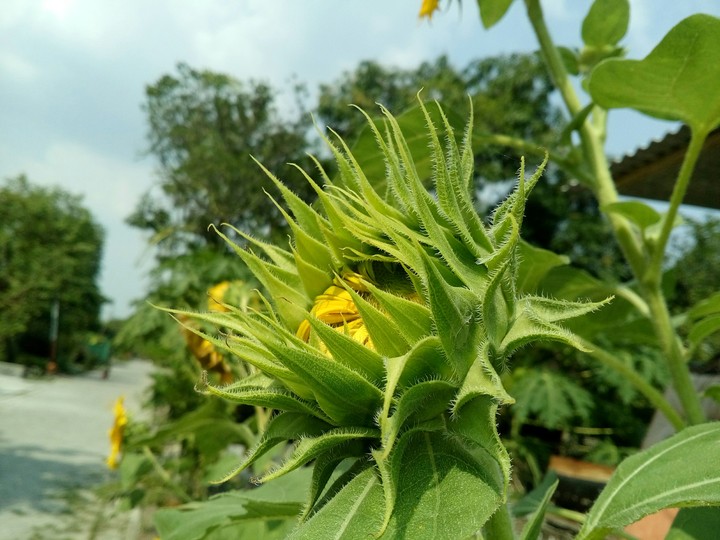 Sun flowers