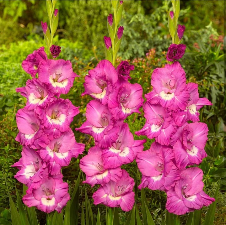 gladiola
