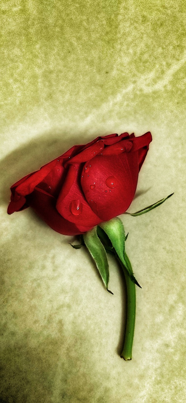 Rose for life