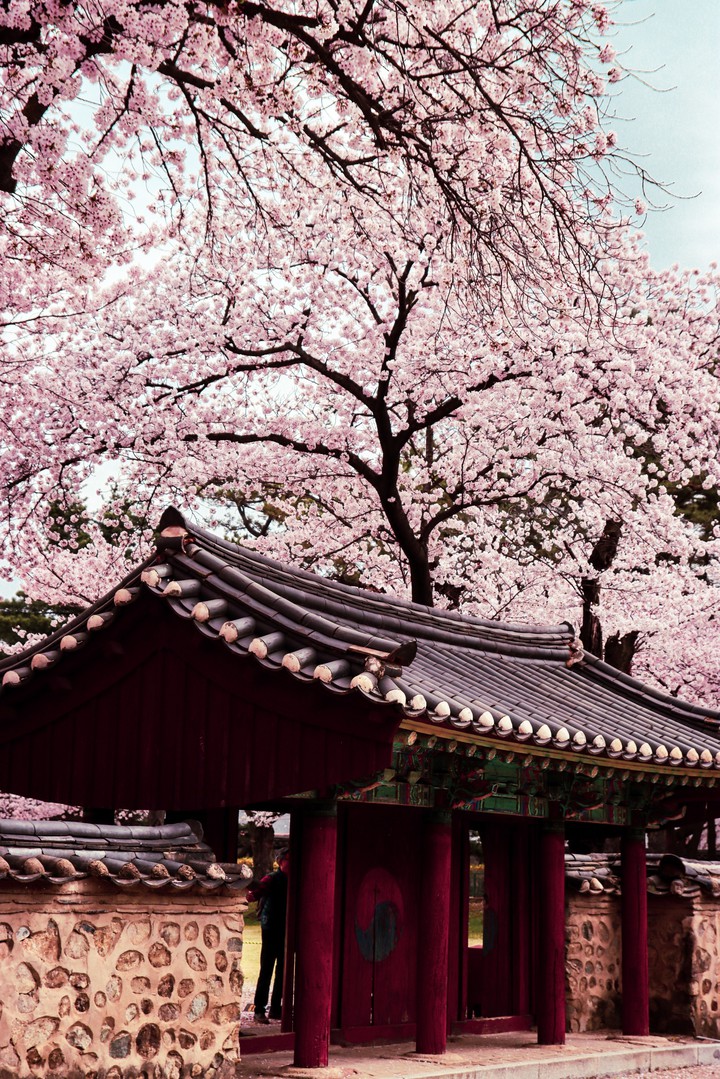 One day spring came to Gyeongju
