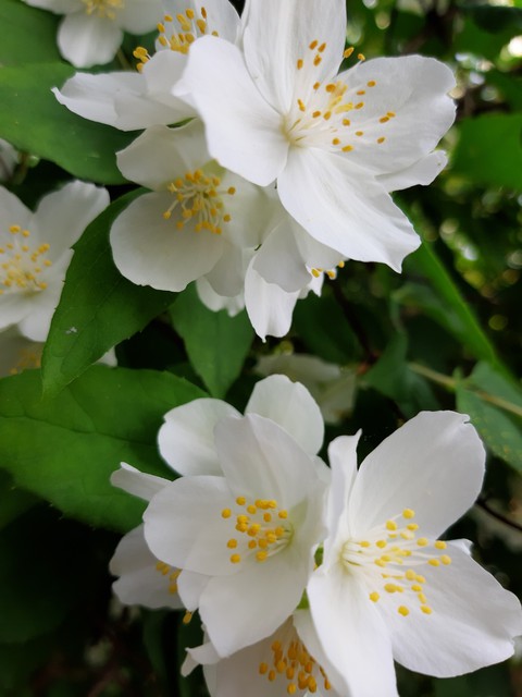 jasmine