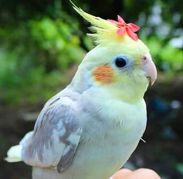 love for birds :) <3