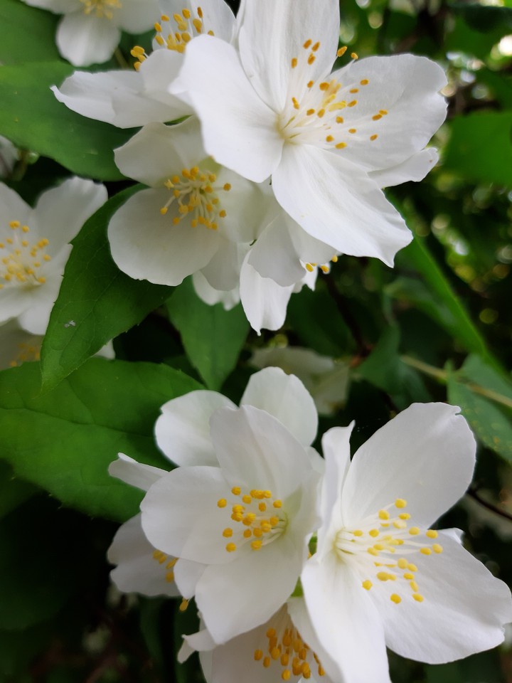 jasmine
