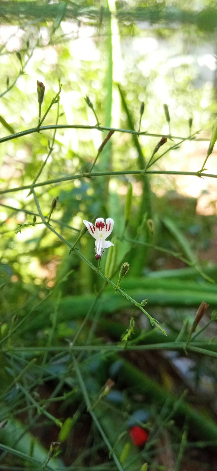 White blossom