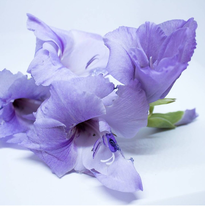 gladiola