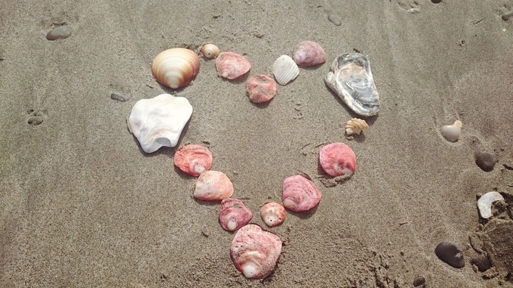shell