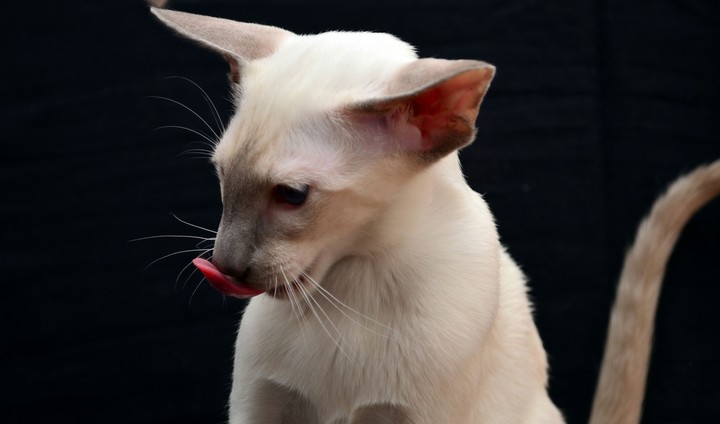 siamese