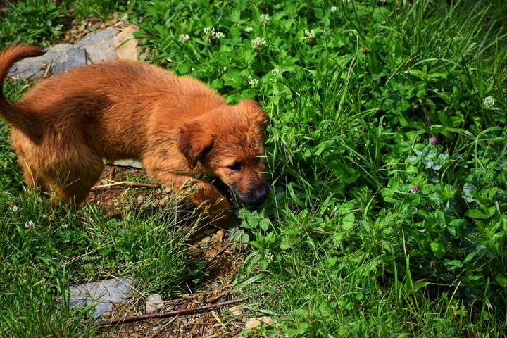 #Puppy