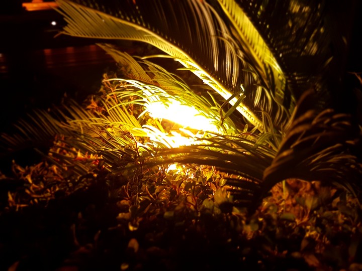 Light in the Plant