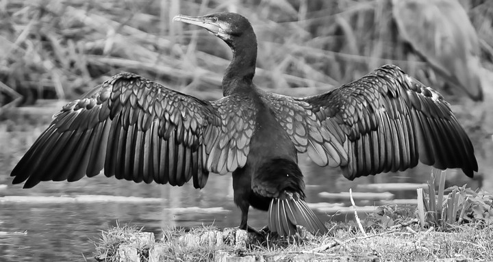 Ein schwarzer Vogel im Wörlitzer Park