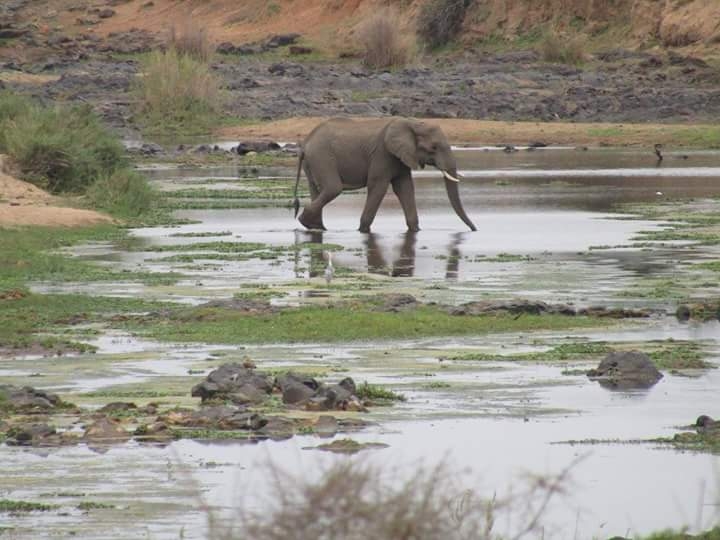 safari
