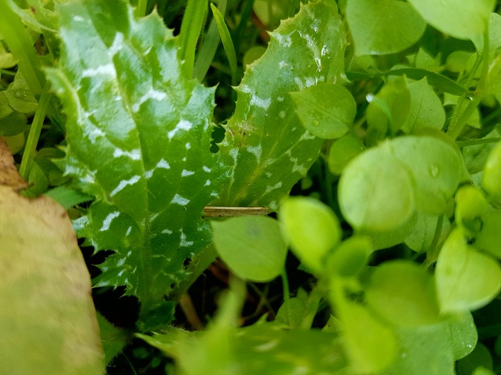 #yesil #doga #tAze