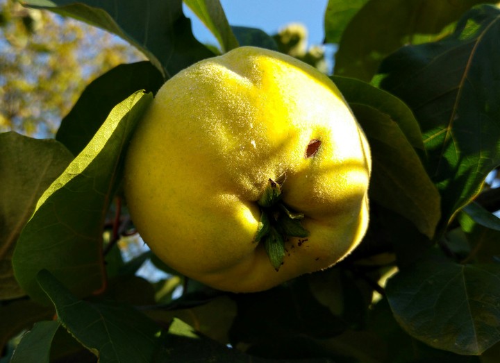 Fruit