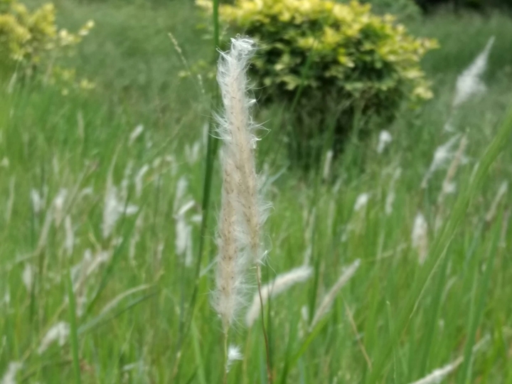field