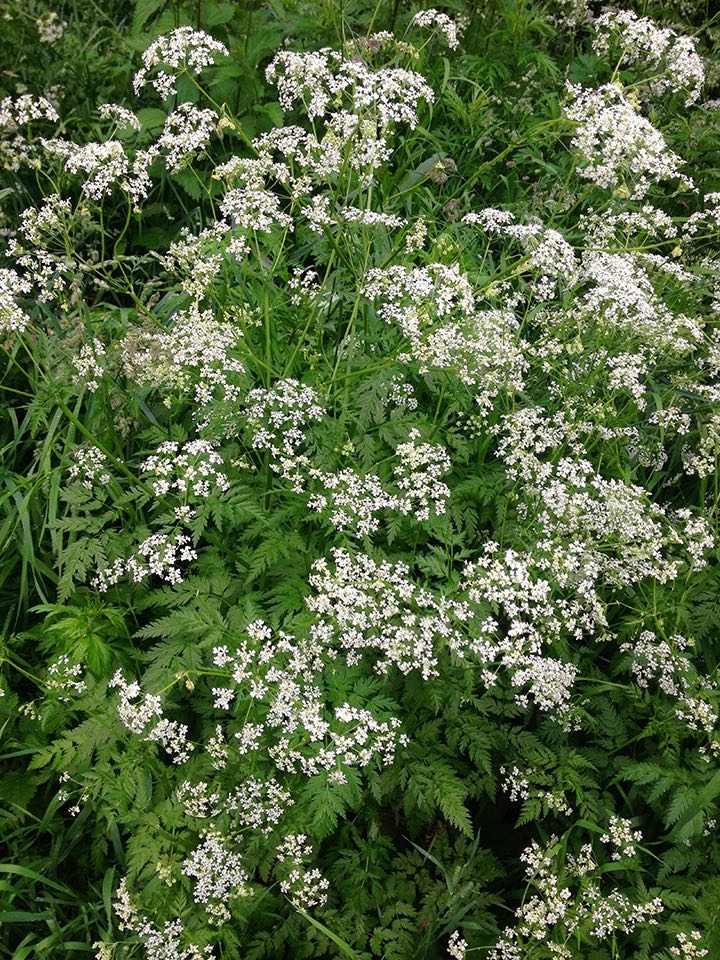 white flowers