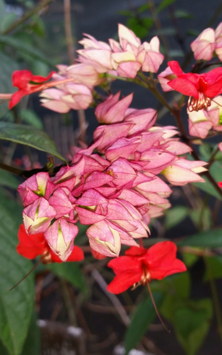 plant