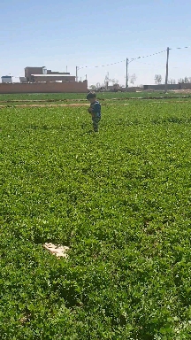 بیبی