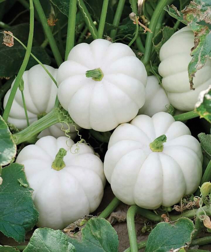 White pumpkin