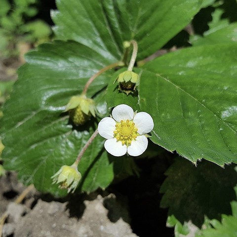 subshrub, 陆地植物壁纸