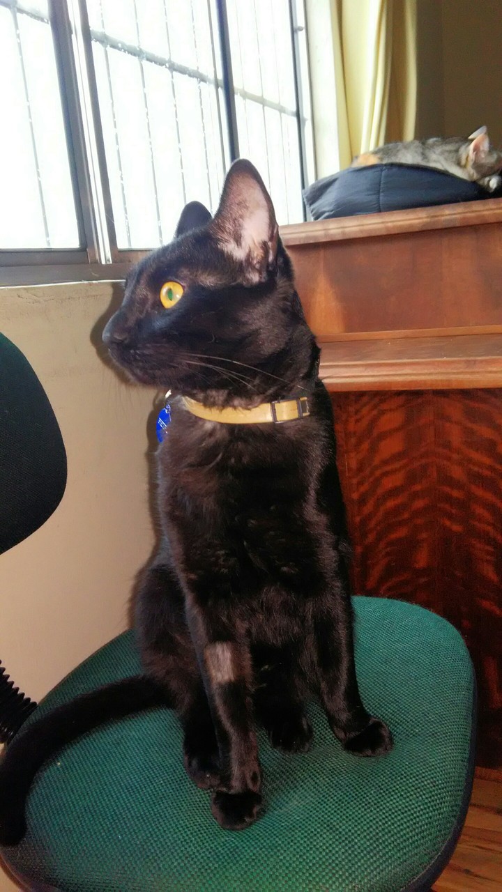 Pietro