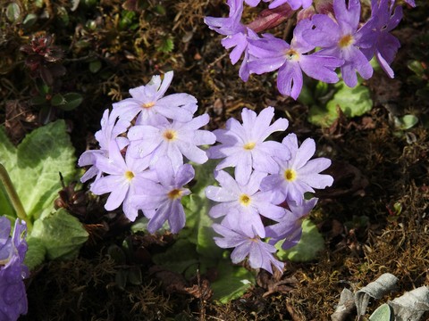 amusing flower