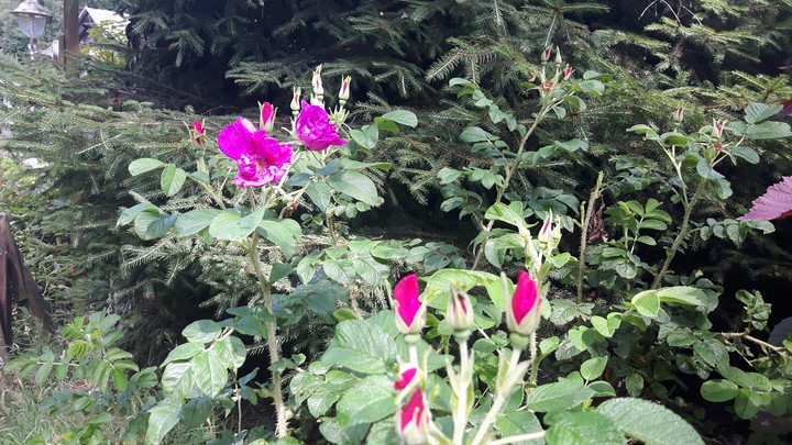 Blumen