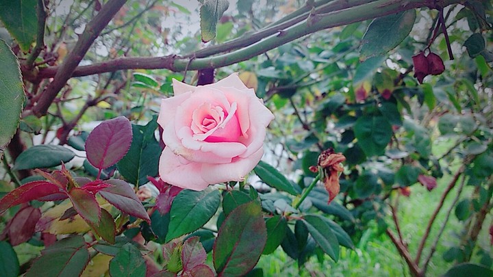 Pink Roses