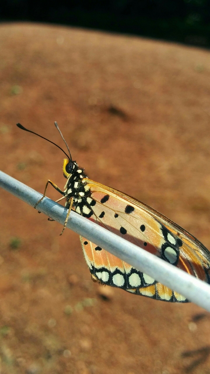 Butterfly Beauty