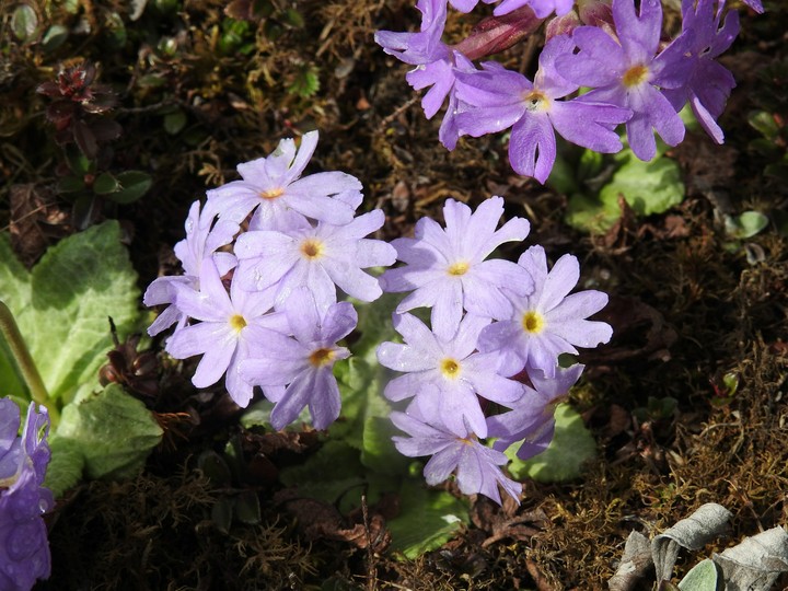 amusing flower