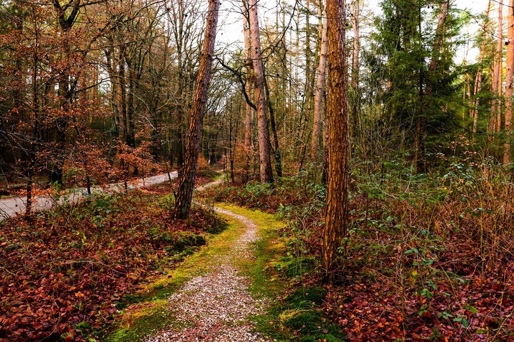 forest