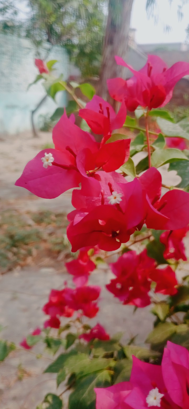 nature