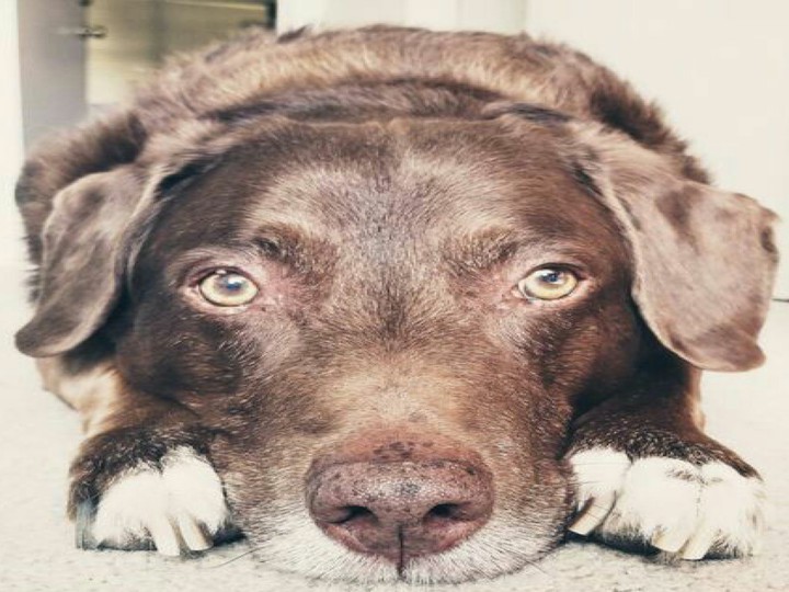 Chocolate Lab