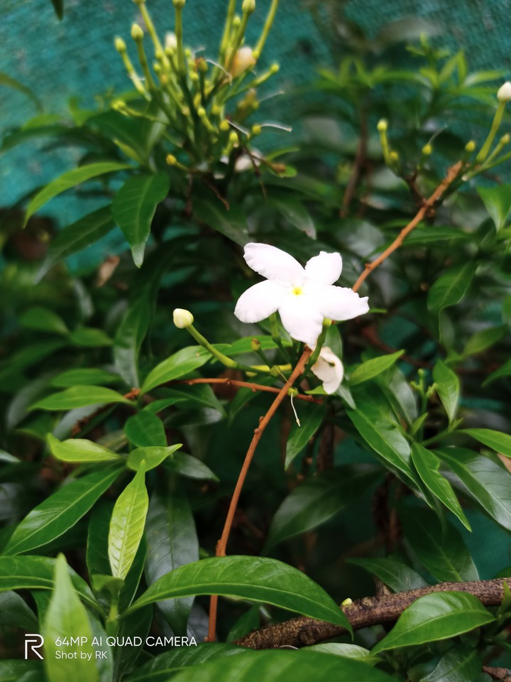 White Small Flower