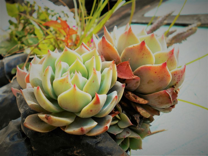 Flower wallpaper
