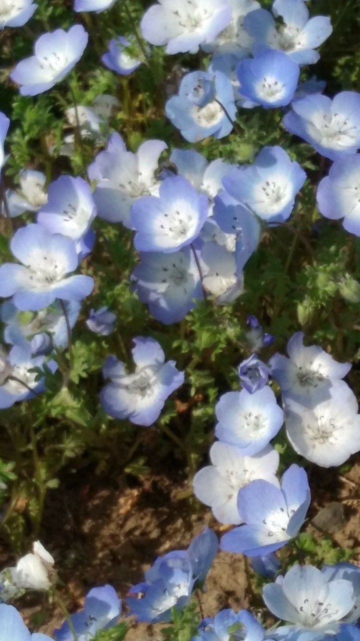 Nemophila