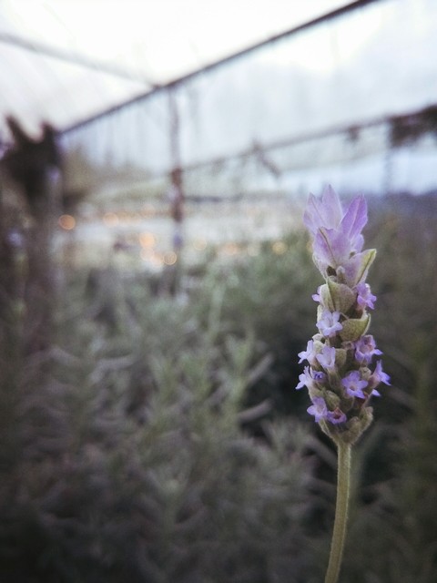 Lavendar